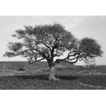 Sur la route de Sévaré, Mali 1994